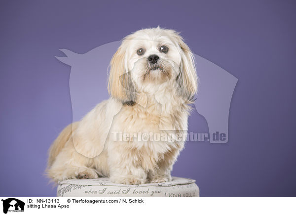 sitzender Lhasa Apso / sitting Lhasa Apso / NN-13113