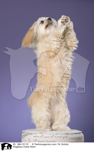 Lhasa Apso macht Mnnchen / begging Lhasa Apso / NN-13115