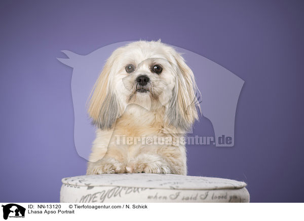 Lhasa Apso Portrait / Lhasa Apso Portrait / NN-13120