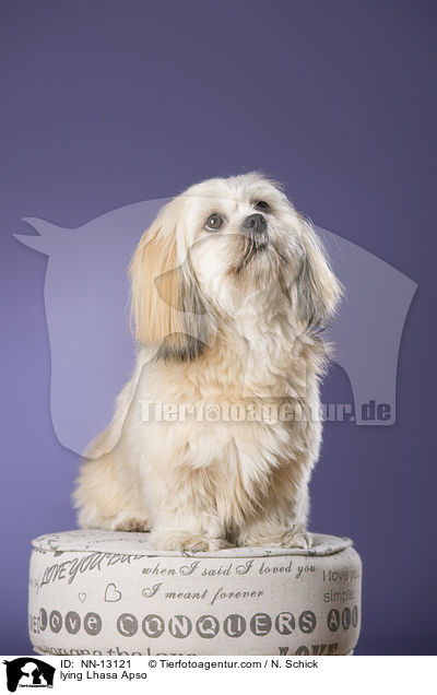 liegender Lhasa Apso / lying Lhasa Apso / NN-13121