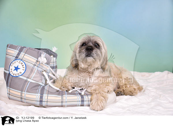 liegender Lhasa Apso / lying Lhasa Apso / YJ-12199