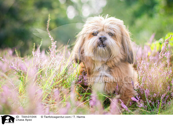 Lhasa Apso / Lhasa Apso / TAH-01044