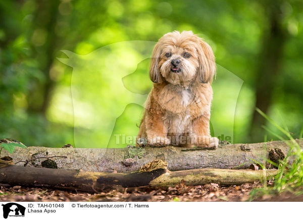 Lhasa Apso / Lhasa Apso / TAH-01048