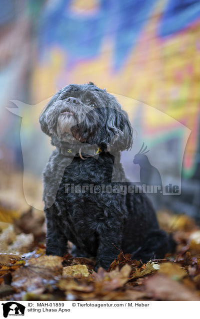 sitzender Lhasa Apso / sitting Lhasa Apso / MAH-01859