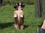 Lhasa Apso