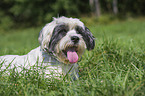 Lhasa Apso Portrait