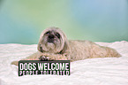 lying Lhasa Apso