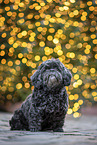 sitting Lhasa Apso