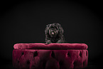 Lhasa Apso
