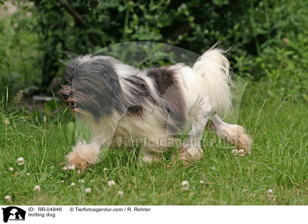 Lwchen im Trab / trotting dog / RR-04846