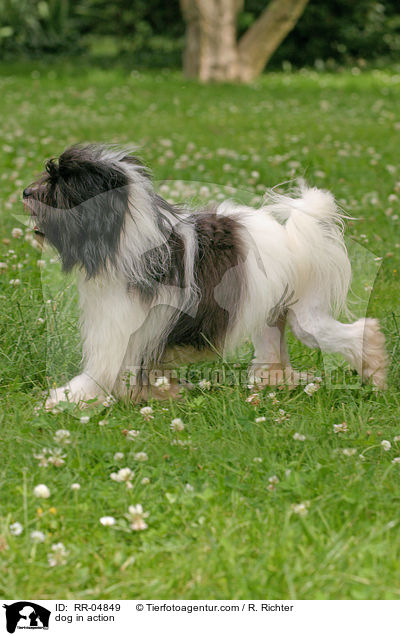 Lwchen in Aktion / dog in action / RR-04849