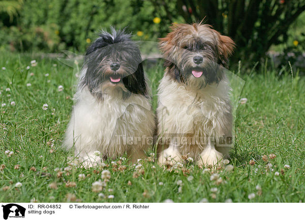 Lwchen im Sitz / sitting dogs / RR-04852