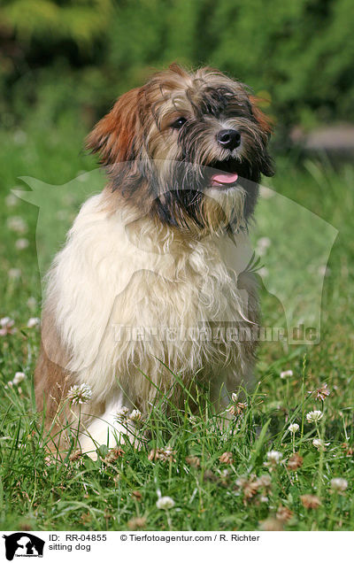 Lwchen im Sitz / sitting dog / RR-04855