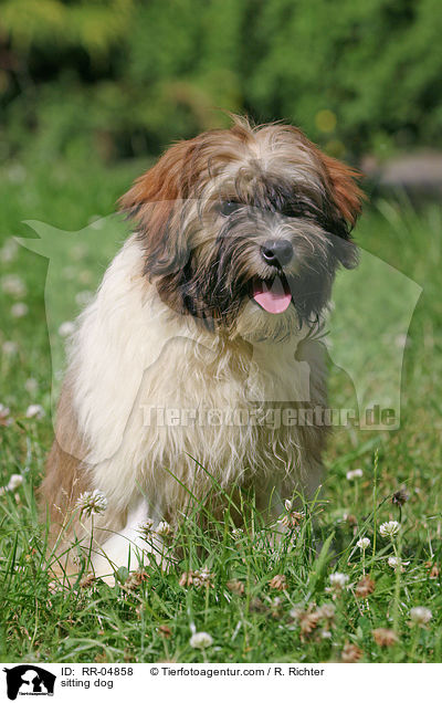 Lwchen im Sitz / sitting dog / RR-04858
