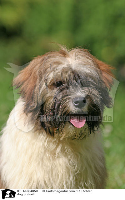 Lwchen im Portrait / dog portrait / RR-04859