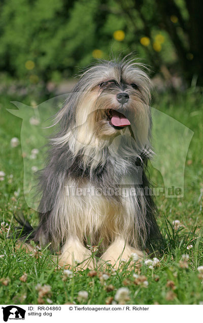 Lwchen im Sitz / sitting dog / RR-04860