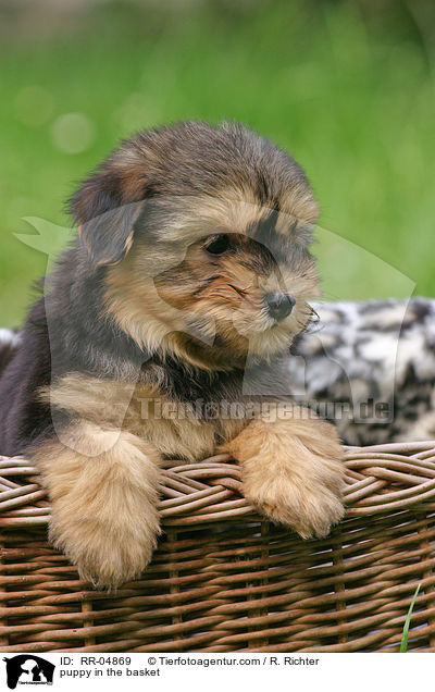 Lwchenwelpe im Krbchen / puppy in the basket / RR-04869