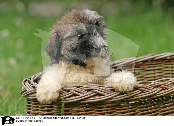 Lwchen Welpe im Krbchen / puppy in the basket / RR-04871