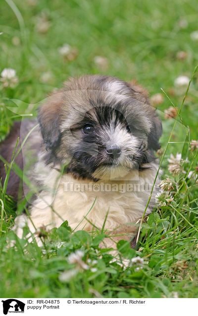 Lwchen Welpe / puppy Portrait / RR-04875