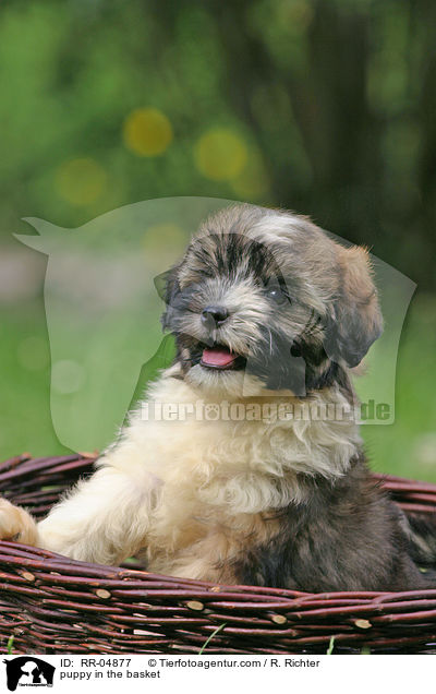 Lwchen Welpe im Krbchen / puppy in the basket / RR-04877
