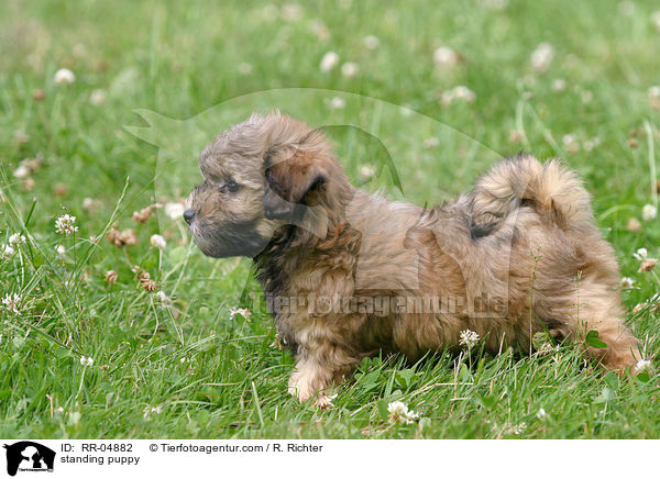 stehender Lwchen Welpe / standing puppy / RR-04882