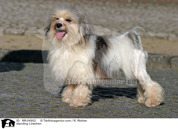 standing Lwchen / RR-04902
