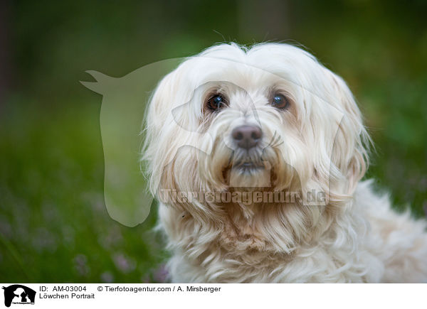 Lwchen Portrait / Lwchen Portrait / AM-03004