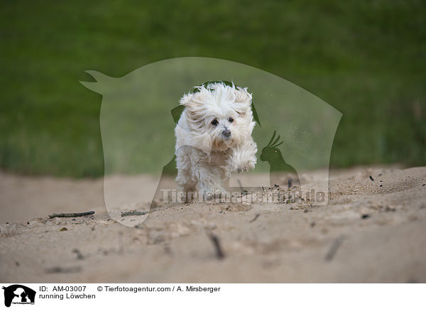 rennendes Lwchen / running Lwchen / AM-03007