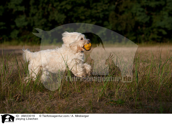 spielendes Lwchen / playing Lwchen / AM-03016