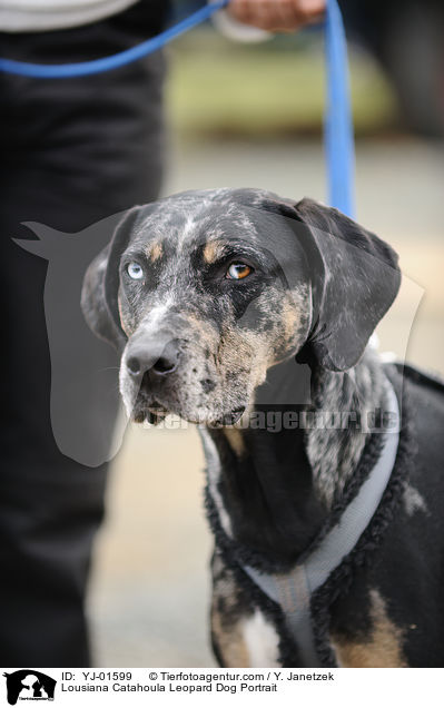Lousiana Catahoula Leopard Dog Portrait / YJ-01599