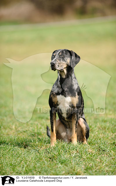 Lousiana Catahoula Leopard Dog / YJ-01609