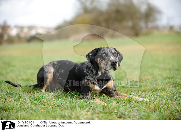 Lousiana Catahoula Leopard Dog / Lousiana Catahoula Leopard Dog / YJ-01611