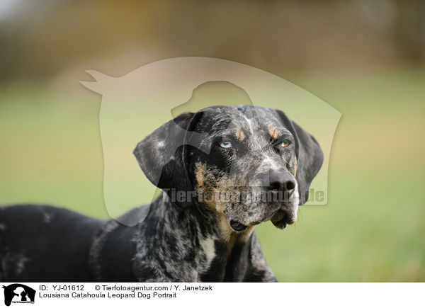 Lousiana Catahoula Leopard Dog Portrait / YJ-01612