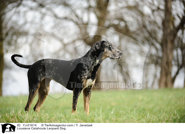 Lousiana Catahoula Leopard Dog / YJ-01614
