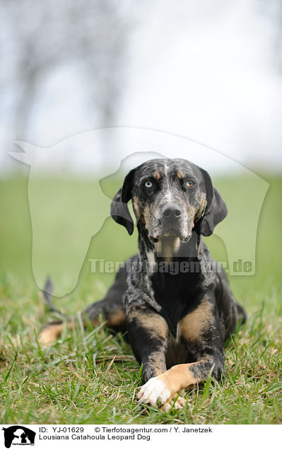Lousiana Catahoula Leopard Dog / Lousiana Catahoula Leopard Dog / YJ-01629
