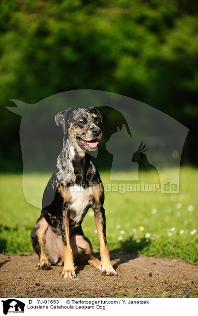 Lousiana Catahoula Leopard Dog / YJ-01653