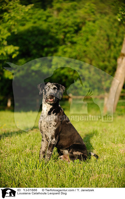 Lousiana Catahoula Leopard Dog / Lousiana Catahoula Leopard Dog / YJ-01666