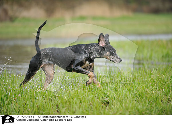 running Louisiana Catahoula Leopard Dog / YJ-04654