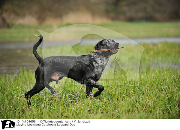 playing Louisiana Catahoula Leopard Dog / YJ-04656