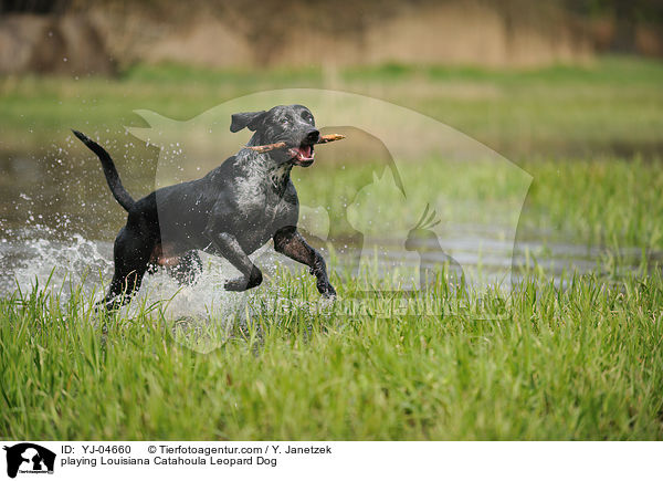 playing Louisiana Catahoula Leopard Dog / YJ-04660