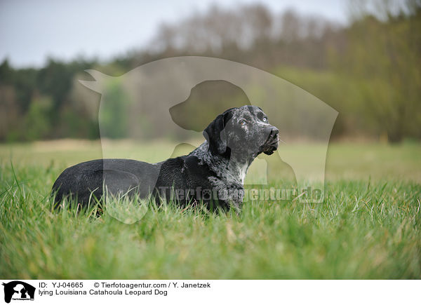 liegender Louisiana Catahoula Leopard Dog / lying Louisiana Catahoula Leopard Dog / YJ-04665