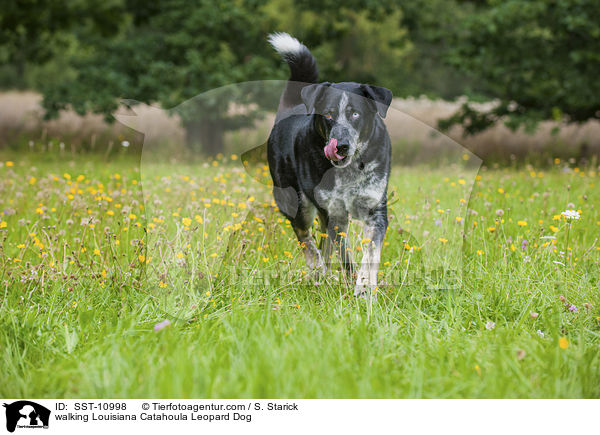 laufender Louisiana Catahoula Leopard Dog / walking Louisiana Catahoula Leopard Dog / SST-10998