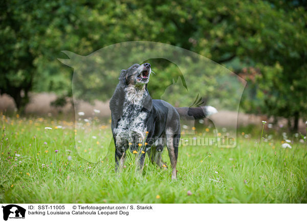 bellender Louisiana Catahoula Leopard Dog / barking Louisiana Catahoula Leopard Dog / SST-11005