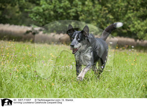rennender Louisiana Catahoula Leopard Dog / running Louisiana Catahoula Leopard Dog / SST-11007