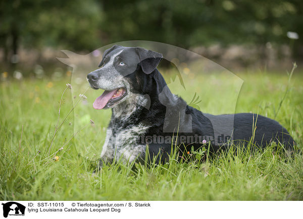 liegender Louisiana Catahoula Leopard Dog / lying Louisiana Catahoula Leopard Dog / SST-11015