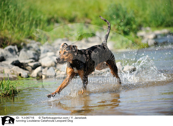 rennender Louisiana Catahoula Leopard Dog / running Louisiana Catahoula Leopard Dog / YJ-06716
