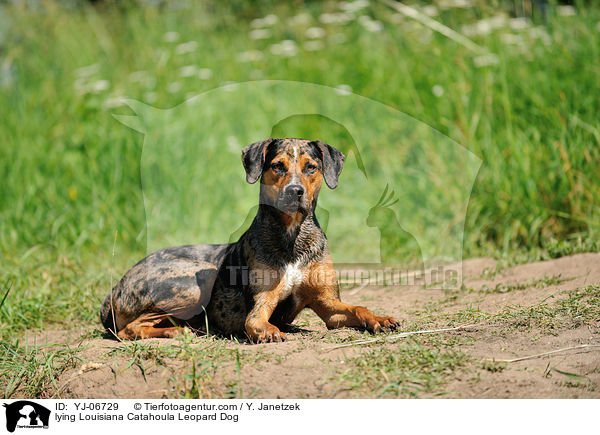lying Louisiana Catahoula Leopard Dog / YJ-06729