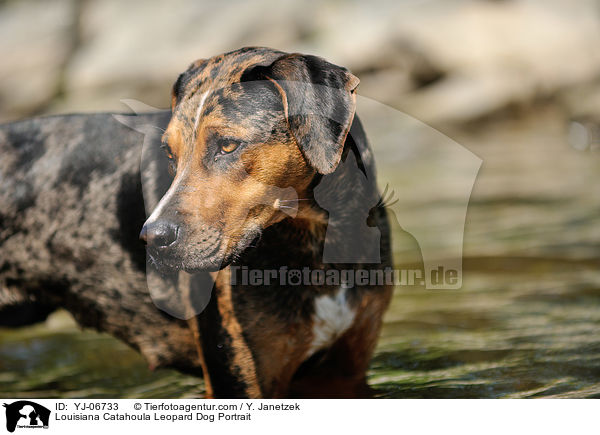 Louisiana Catahoula Leopard Dog Portrait / YJ-06733