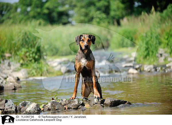 Louisiana Catahoula Leopard Dog / YJ-06736