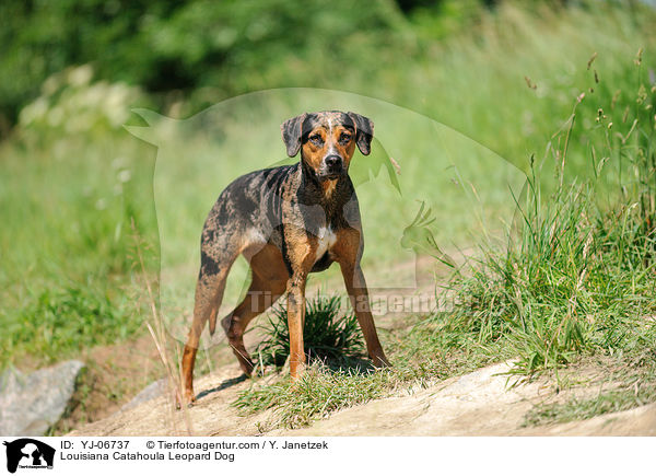 Louisiana Catahoula Leopard Dog / Louisiana Catahoula Leopard Dog / YJ-06737
